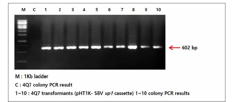 Colony PCR amplification of 4Q7 transformants