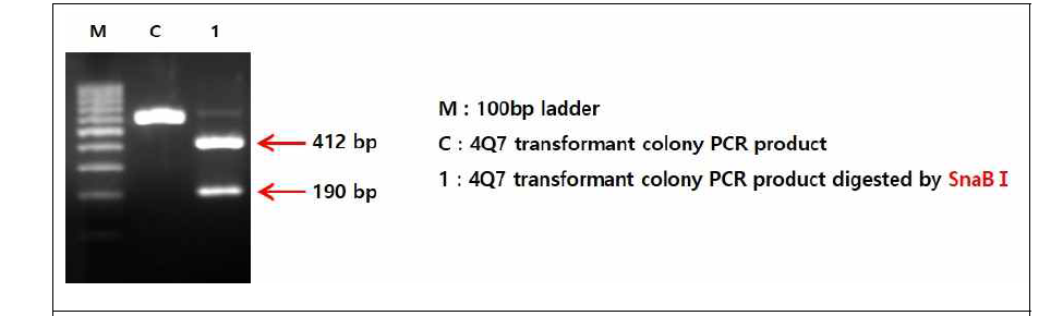 Verification of 4Q7 transformant’s SBV vp1 fragment