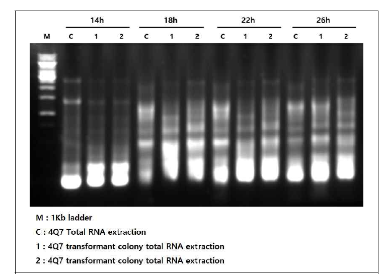 Total RNA of 4Q7 transformants