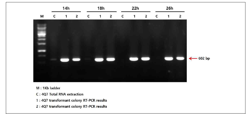 Verification of transcription of SBV vp1 gene from 4Q7 transformants