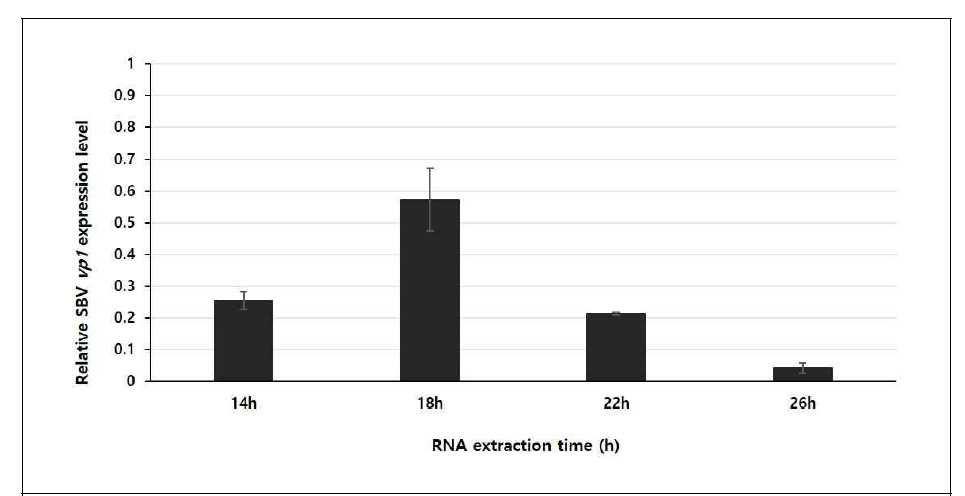 Expression profiles of SBV vp1 gene from 4Q7 transformants