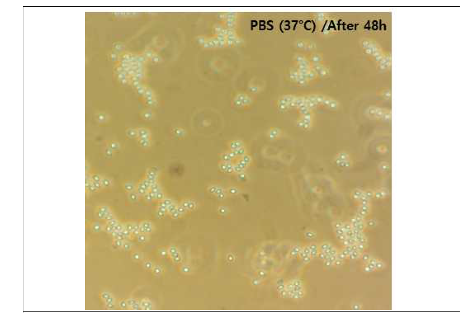 Confirmation of self-autolyis condition of 4Q7 transformant