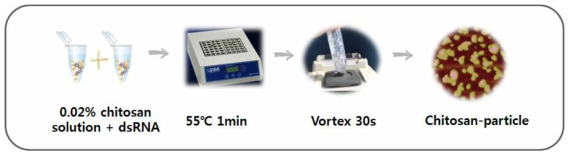 dsRNA-chitosan particle 제작모식도