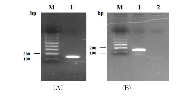 분리 Nosema의 동정을 위한 multiplex PCR primers를 이용한 PCR 산물 전기영동 사진. (A) M, 100 bp ladder; lane 1, N. apis, N. bombi, N. ceranae 검출 가능한 multiplex PCR primers를 이용한 PCR 산물; (B) M, 100 bp ladder; lane 1, N. ceranae 검출 primers; lane 2, N. bombi 검출 primers