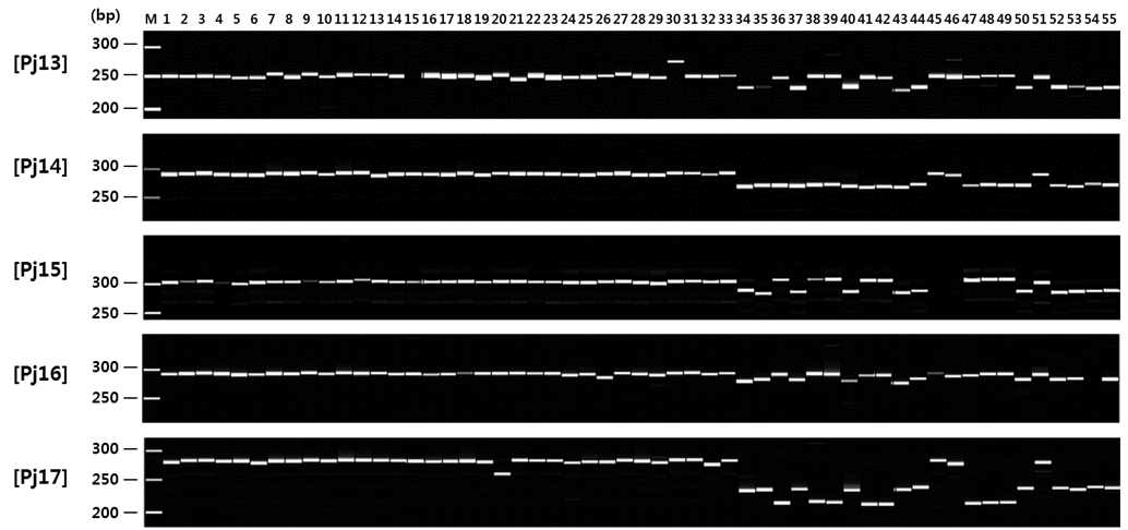 5. 식방풍 종내마커를 통해 확인한 식방풍 유전자원들의 유전적 다양성 (1~55에 대한 정보는 Table.IV-1-7을 참고)