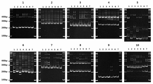 설계된 SSR 마커를 통해 확인된 식방풍 유전적 다형성 (1: 제주도, 2: 금오도, 3: 완도, 4: 한택식물원1, 5: 한택식물원3, 6: 서울대약초원1, 7: 서울대약초원0)