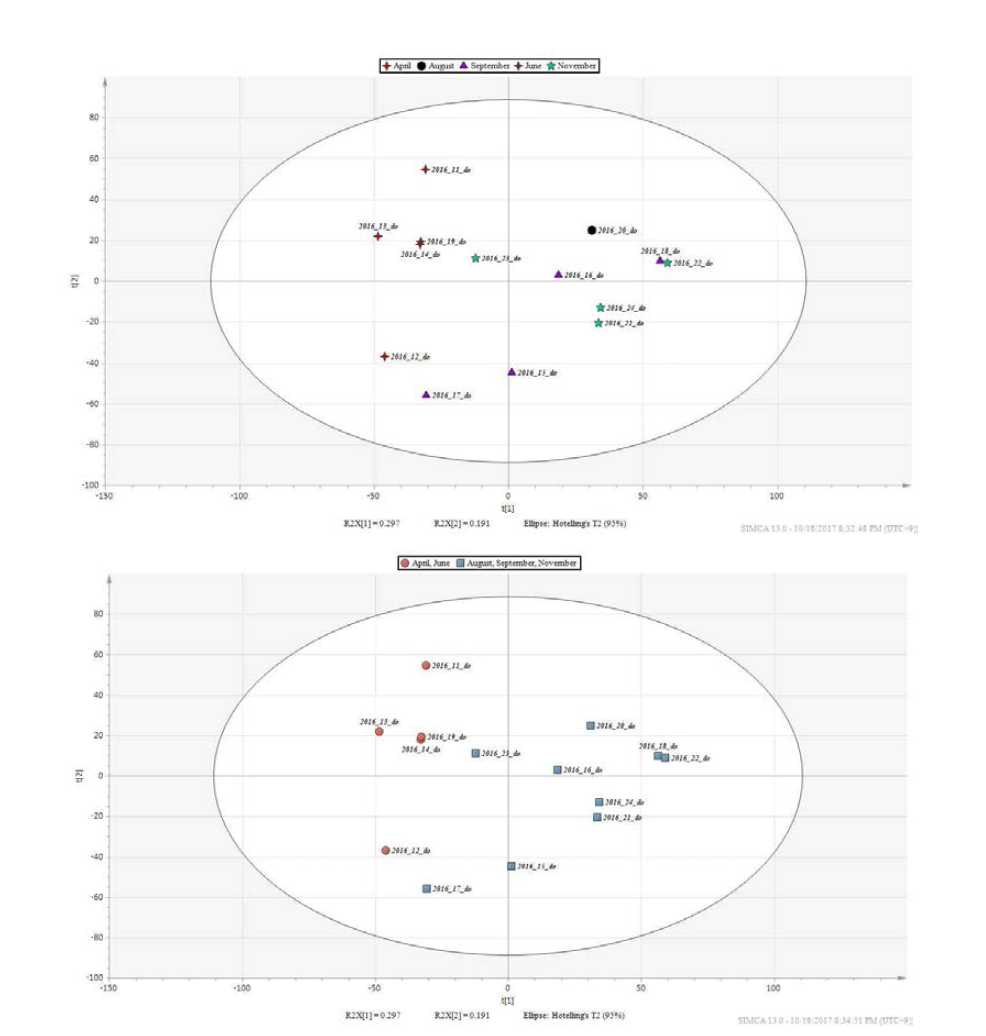 식방풍 지하부의 수확시기별 (4, 6, 8, 9, 11월) LC-MS PCA score plot