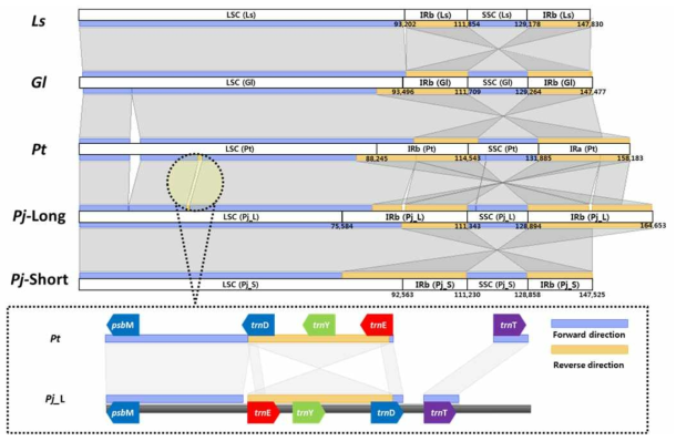 식방풍 근연 식물인 기름나물, 방풍, 해방풍의 엽록체 genome 차이 및 trn 유전자의 위치 변경을 BlastZ로 분석한 결과 (Ls:방풍, Gl: 해방풍, Pt: 기름나물, Pj_L: 긴 IR타입 식방풍, Pj_S: 짧은 IR타입 식방풍)
