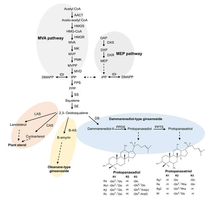 인삼의 진세노사이드생합성 경로: PPD 계열, PPT 계열과 OA 계열의 진세노사이드생합성과정