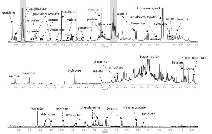 인삼 뿌리 시료의 1H NMR 스펙트럼