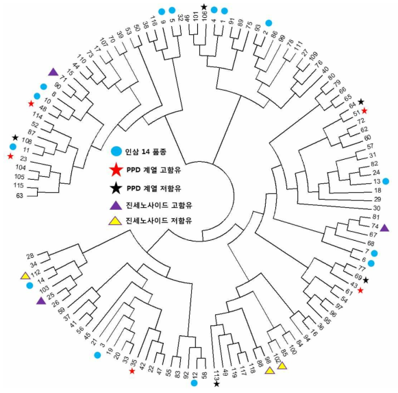 902 SNP 정보 기반 인삼 119계통의 phylogenetic tree