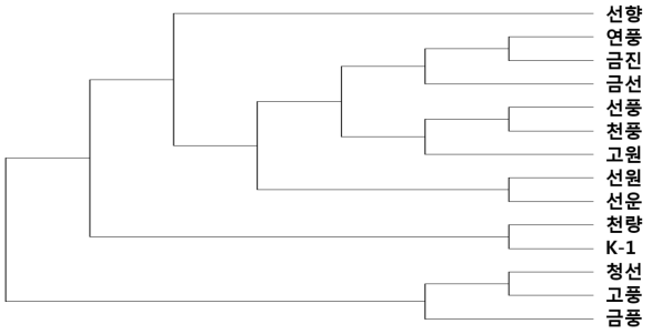 인삼 14품종의 유연관계를 보여주는 phylogenetic tree