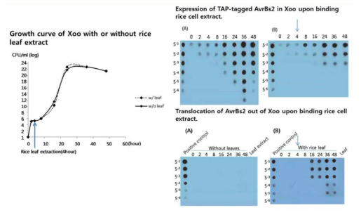 Growth curve of Xoo with or without rice leaf extract and Induced expression and secretion of target protein