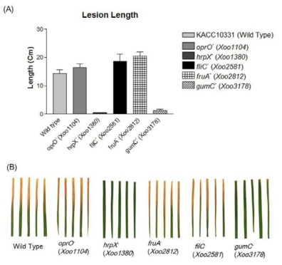Pathogenicity test of transcriptionally upregulated genes (A) Lesion length in susceptible rice leaves infected by Xoo mutants. (B) Infected rice leaves in multiple experiments