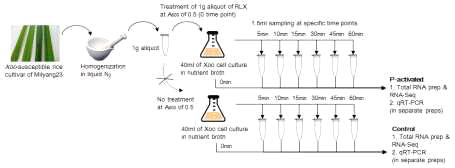 in vitro pathogenicity assay system