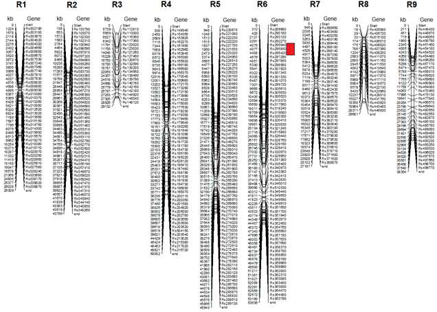 무의 linkage group에 존재하는 PPR gene family