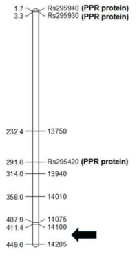 Rfd1 locus에 존재하는 PPR 유전자의 분포