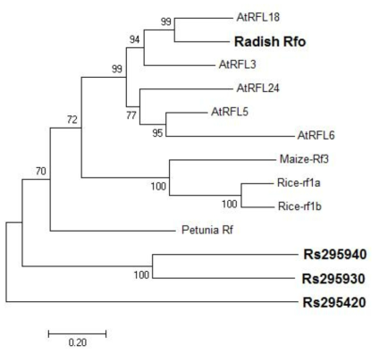 확인된 회복 유전자, Rf-like 유전자, Rfd1 locus에 존재하는 3가지 PPR 유전자에 따른 phylogenetic 분석