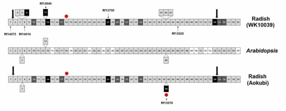 2014, 2016 draft genome과 Arabidopsis genome의 Rfd1 locus에 존재하는 유전자 분석
