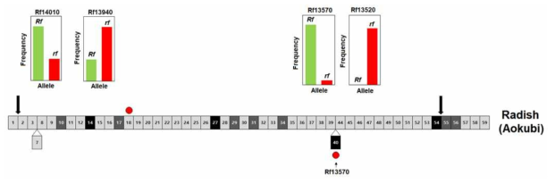 Rfd1 유전자 연관 분자표지의 allele frequency 분석