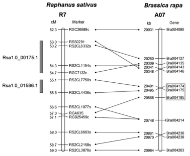 무의 R7 linkage group과 배추의 A07 chromosome 사이에서 보이는 synthenic 관계