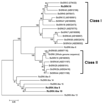 무, 배추, 양배추에서 확인된 SRK유전자와 무의 SKR-like 유전자 사이의 phylogenetic 분석