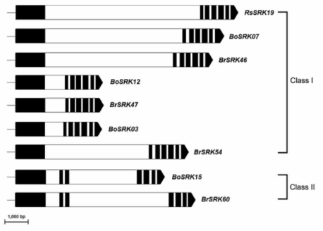 무, 배추, 양배추에서 확인된 SRK유전자의 구조 분석