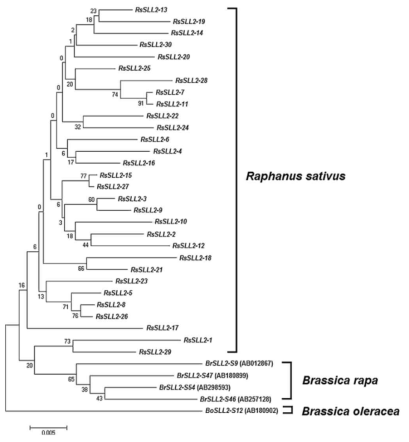 무, 배추, 양배추에서 확인된 SLL2 유전자 사이의 phylogenetic 관계 분석