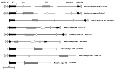 무와 배추에서 확인된 S core region와 flanking region의 구조