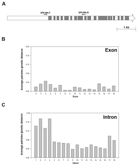 무에서 SP6 유전자의 구조와 exon과 intron의 variation