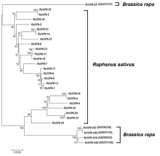 무와 배추에서 확인된 SP6 allele의 phylogenetic 분석