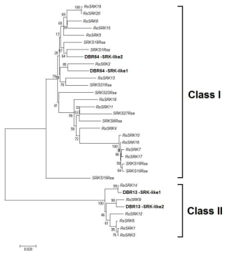 무의 육종 개통에서 확인된 SRK allele의 phylogenetic 분석