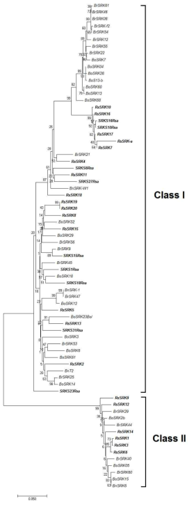 무 육종개통과 십자화과에서 확인된 SRK allele의 phylogenetic 분석