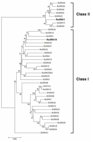 십자화과에서 확인된 SRK 유전자와 2개의 무 genome에서 확인된 SRK 유전자의 phylogenetic 분석