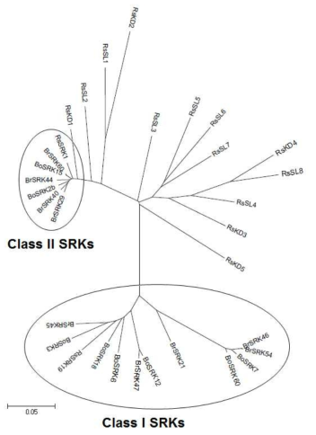 무와 십자화과에서 확인된 SRK 유전자와 SRK-homologous 유전자의 phylogenetic 분석