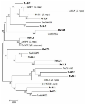 무와 십자화과에서 확인된 SRK-homologous 유전자의 phylogenetic 분석