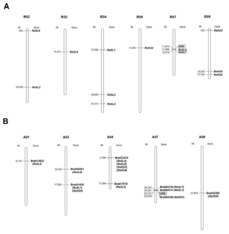 무(A)와 배추(B)의 genome에서 SRK-homologous 유전자의 위치를 보여주는 physical map