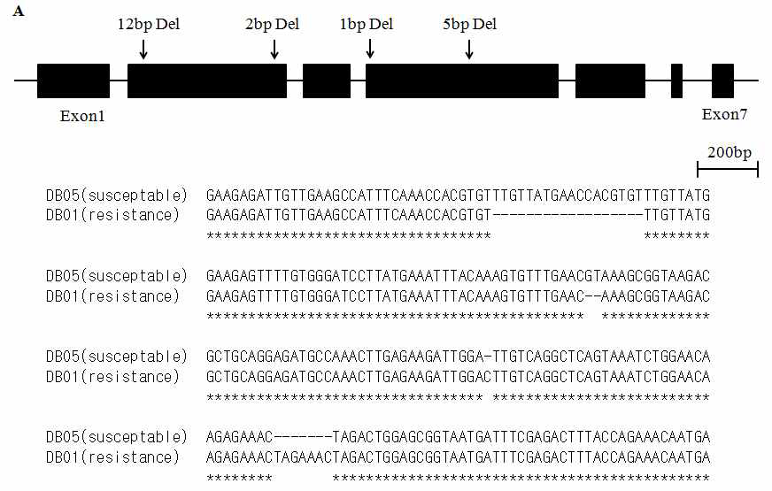 NBS-LRR유전자의 구조 및 저항성/이병성 계통간 염기서열 차이