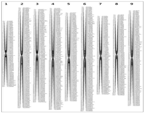 Radish Population-2 linkage map (SNP marker 1,433)