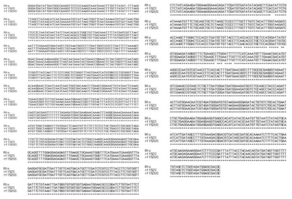 회복유전자 염기서열 분석. Rfo; 웅성가임, rf152S; 웅성불임 안정 개체, rf152US; 웅성불임 불안정 개체