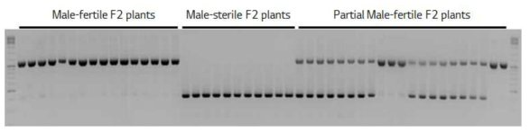 개발된 웅성불임 불안정 개체 선발용 마커를 활용한 F2집단 분석