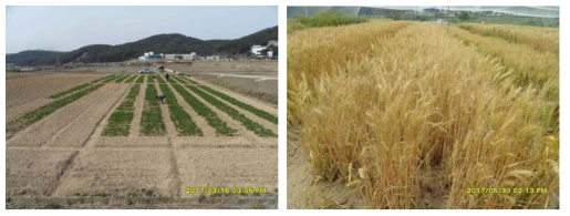 ‘16-’17 plot test in Jeongeup for seed increase and agronomic performance test of ‘Olgeuru’ mutant lines