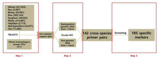 The strategy used to develop 1RS specific markers. Step 1: EST assembly of 9 species in Poaceae family and selection of ESTs that are expected to exist in most species of Poaceae family. Step 2. Comparing EST and genomic sequences to predict exon/intron junctions and designing cross-species primer pairs in exon regions with rye specific sequences. Step 3. EST screening using 1RS near-isolines, ‘Chinese Spring’, and ‘Petkus’ rye