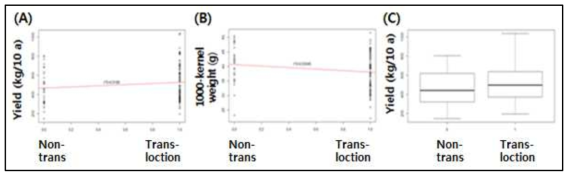 Linear regression graphs. (A) (Trans./non-translocation) vs. Yield (B) (Trans./non-translocation) vs. 1000-kernel weight. (C) Boxplot representing yield dependent on the either trans- or non-translocations. 0 and 1 on the x-axes indicate non-translocation and translocation line, respectively