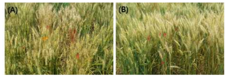 (A) Head row screening and (B) Selection of spikes for early maturity and high agronomic performance. Selected heads were sown as Head rows for the consecutive year and succeed to plot evaluation