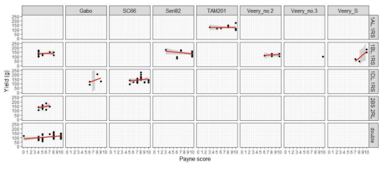 Correlation between yield and Payne score grouped by translocation types and pollen donor to ‘Keumgang’. double: 1AL.1RS, 1BL.1RS translocation, SC66: ‘Siete Cerros 66’, Veery_no.2: ‘Veery no.2’, Veery_no.3: ‘Veery no.3’, Veery_S: Veery “S”. Y-axis represents yield from 0.3 × 0.7 m row