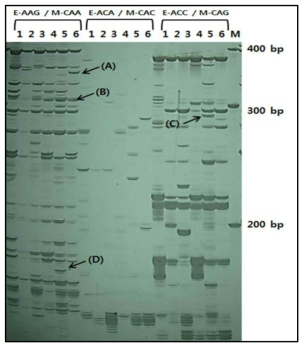 cDNA-AFLP analysis of PEG-treated 1BL.1RS and non-translocation. Selective PCR products of three primer combination pairs (E-AAG/M-CAA, E-ACA/M-CAC and E-ACC/M-CAG) are shown. The arrows indicate the following results: (A) expression at 24 h in 1BL.1RS, (B) up-regulation after drought-stress treatment in 1BL.1RS, (C & D) expression at 6 h in 1BL.1RS. Lanes 1–3 and lanes 4–6 represent 0, 6, 24 h post-treatment for non-translocation and 1BL.1RS translocation lines, respectively