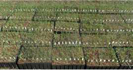 Wheat seedlings of 76 lines (33 cultivars & 43 ELITE lines) that will be subjected to drought stress treatment (‘15 Deokso experiment field)