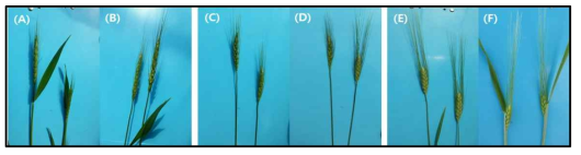The heading date effected by drought stress. Wheat lines grown under normal condition (A, C, E) and under water deficit (B, D, F). The early-flowering line (A, B), not significant different line (C, D), and the late-flowering line (E, F) under water deficit condition