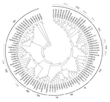 Phylogenetic relationship of CBF proteins in the Triticeae. The percentage of replicate trees in which the associated taxa clustered together in the bootstrap test are shown next to the branches. Groups and subgroups are represented outside of the phylogenetic tree